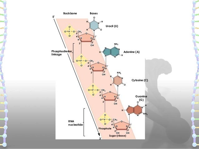 Structure Of Dna And Rna