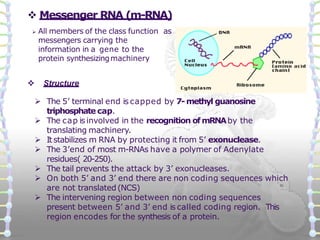 Messenger Dna Structure of dna rna | PPTX