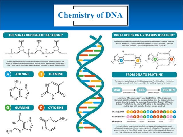 STRUCTURE OF DNA.pptx | Biological Sciences | Science