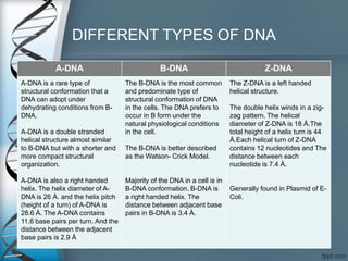 DIFFERENT TYPES OF DNA
A-DNA B-DNA Z-DNA
A-DNA is a rare type of
structural conformation that a
DNA can adopt under
dehydrating conditions from B-
DNA.
A-DNA is a double stranded
helical structure almost similar
to B-DNA but with a shorter and
more compact structural
organization.
A-DNA is also a right handed
helix. The helix diameter of A-
DNA is 26 Å. and the helix pitch
(height of a turn) of A-DNA is
28.6 Å. The A-DNA contains
11.6 base pairs per turn. And the
distance between the adjacent
base pairs is 2.9 Å
The B-DNA is the most common
and predominate type of
structural conformation of DNA
in the cells. The DNA prefers to
occur in B form under the
natural physiological conditions
in the cell.
The B-DNA is better described
as the Watson- Crick Model.
Majority of the DNA in a cell is in
B-DNA conformation. B-DNA is
a right handed helix. The
distance between adjacent base
pairs in B-DNA is 3.4 Å.
The Z-DNA is a left handed
helical structure.
The double helix winds in a zig-
zag pattern. The helical
diameter of Z-DNA is 18 Å.The
total height of a helix turn is 44
Å.Each helical turn of Z-DNA
contains 12 nucleotides and The
distance between each
nucleotide is 7.4 Å.
Generally found in Plasmid of E-
Coli.
 
