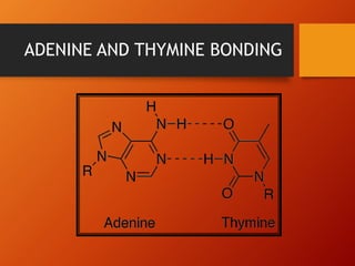 ADENINE AND THYMINE BONDING
 