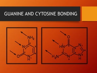 GUANINE AND CYTOSINE BONDING
 