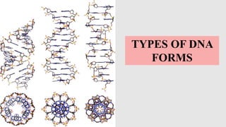 TYPES OF DNA
A-DNA
• A-DNA is one of the possible double helical structure
which DNA can adopt along with other two biolog...
