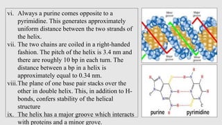 vi. Always a purine comes opposite to a
pyrimidine. This generates approximately
uniform distance between the two strands ...