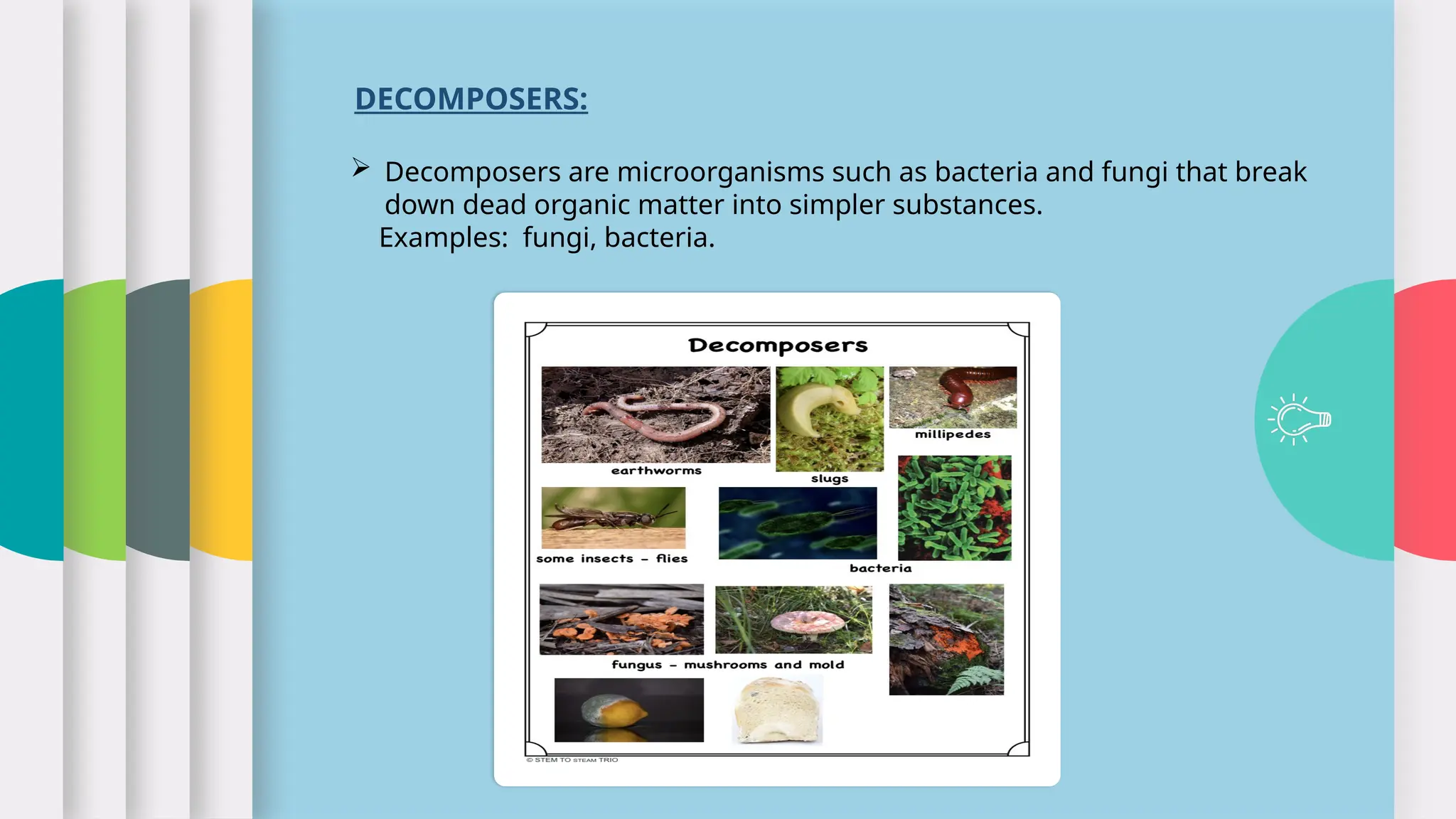 DECOMPOSERS:
 Decomposers are microorganisms such as bacteria and fungi that break
down dead organic matter into simpler substances.
Examples: fungi, bacteria.
 