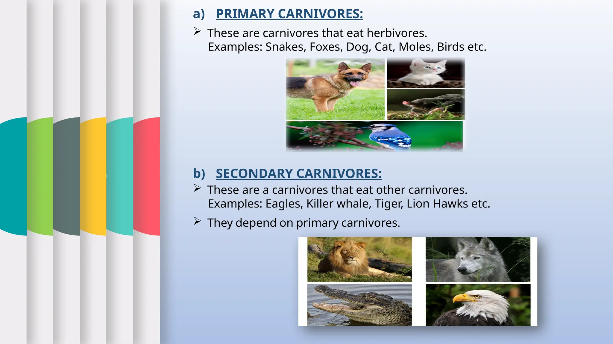 b) SECONDARY CARNIVORES:
 These are a carnivores that eat other carnivores.
Examples: Eagles, Killer whale, Tiger, Lion Hawks etc.
 They depend on primary carnivores.
 These are carnivores that eat herbivores.
Examples: Snakes, Foxes, Dog, Cat, Moles, Birds etc.
a) PRIMARY CARNIVORES:
 