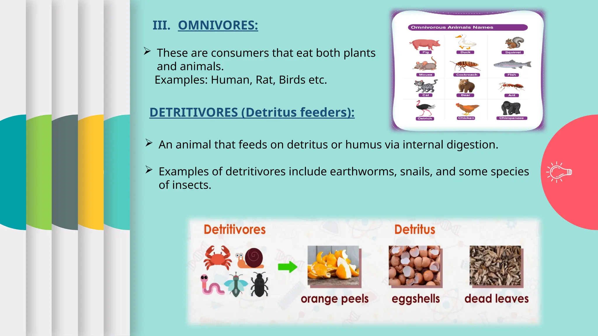 III. OMNIVORES:
 These are consumers that eat both plants
and animals.
Examples: Human, Rat, Birds etc.
DETRITIVORES (Detritus feeders):
 An animal that feeds on detritus or humus via internal digestion.
 Examples of detritivores include earthworms, snails, and some species
of insects.
 