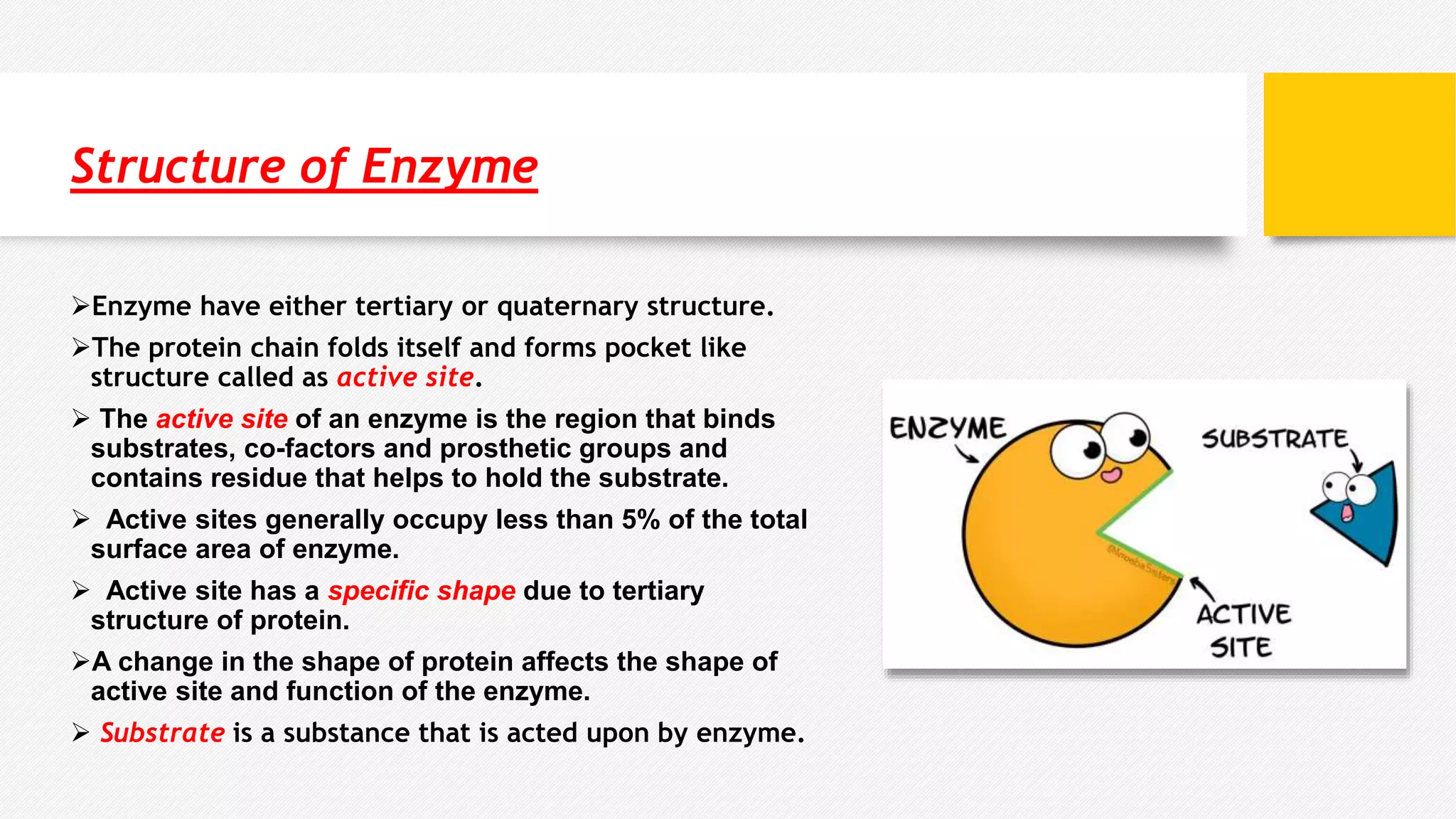 Structure of Enzyme
Enzyme have either tertiary or quaternary structure.
The protein chain folds itself and forms pocket like
structure called as active site.
 The active site of an enzyme is the region that binds
substrates, co-factors and prosthetic groups and
contains residue that helps to hold the substrate.
 Active sites generally occupy less than 5% of the total
surface area of enzyme.
 Active site has a specific shape due to tertiary
structure of protein.
A change in the shape of protein affects the shape of
active site and function of the enzyme.
 Substrate is a substance that is acted upon by enzyme.
 