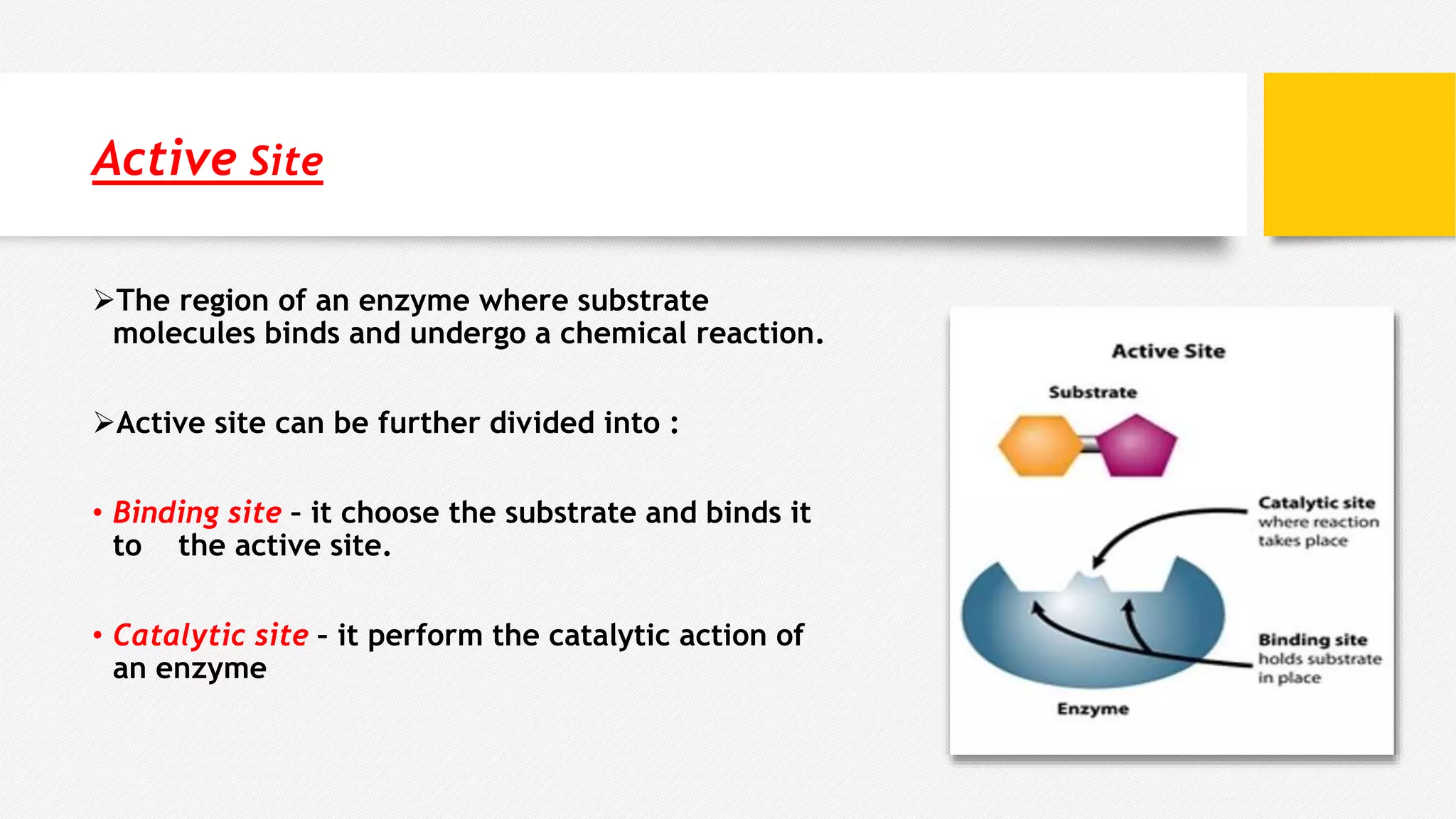 Active Site
The region of an enzyme where substrate
molecules binds and undergo a chemical reaction.
Active site can be further divided into :
• Binding site – it choose the substrate and binds it
to the active site.
• Catalytic site – it perform the catalytic action of
an enzyme
 
