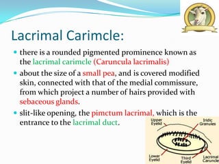 Lacrimal Carimcle:
 there is a rounded pigmented prominence known as
  the lacrimal carimcle (Caruncula lacrimalis)
 about the size of a small pea, and is covered modified
  skin, connected with that of the medial commissure,
  from which project a number of hairs provided with
  sebaceous glands.
 slit-like opening, the pimctum lacrimal, which is the
  entrance to the lacrimal duct.
 