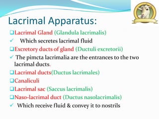 Lacrimal Apparatus:
Lacrimal Gland (Glandula lacrimalis)
  Which secretes lacrimal fluid
Excretory ducts of gland (Ductuli excretorii)
 The pimcta lacrimalia are the entrances to the two
 lacrimal ducts.
Lacrimal ducts(Ductus lacrimales)
Canaliculi
Lacrimal sac (Saccus lacrimalis)
Naso-lacrimal duct (Ductus nasolacrimalis)
 Which receive fluid & convey it to nostrils
 