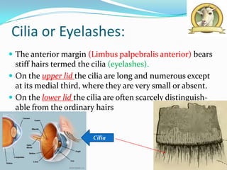 Cilia or Eyelashes:
 The anterior margin (Limbus palpebralis anterior) bears
  stiff hairs termed the cilia (eyelashes).
 On the upper lid the cilia are long and numerous except
  at its medial third, where they are very small or absent.
 On the lower lid the cilia are often scarcely distinguish-
  able from the ordinary hairs


                         Cilia
 