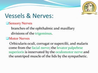 Vessels & Nerves:
Sensory Nerves
   branches of the ophthalmic and maxillary
  divisions of the trigeminus.
Motor Nerves
 Orbicularis oculi, corrugat or supercilii, and malaris
 come from the facial nerve; the levator palpebrse
 superioris is innervated by the oculomotor nerve and
 the unstriped muscle of the lids by the sympathetic.
 