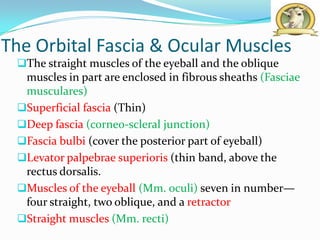 The Orbital Fascia & Ocular Muscles
 The straight muscles of the eyeball and the oblique
  muscles in part are enclosed in fibrous sheaths (Fasciae
  musculares)
 Superficial fascia (Thin)
 Deep fascia (corneo-scleral junction)
 Fascia bulbi (cover the posterior part of eyeball)
 Levator palpebrae superioris (thin band, above the
  rectus dorsalis.
 Muscles of the eyeball (Mm. oculi) seven in number—
  four straight, two oblique, and a retractor
 Straight muscles (Mm. recti)
 