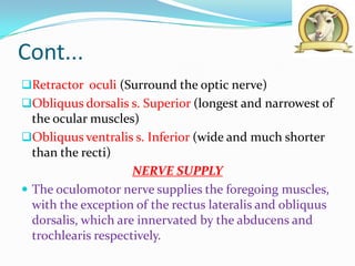 Cont...
Retractor oculi (Surround the optic nerve)
Obliquus dorsalis s. Superior (longest and narrowest of
  the ocular muscles)
Obliquus ventralis s. Inferior (wide and much shorter
  than the recti)
                     NERVE SUPPLY
 The oculomotor nerve supplies the foregoing muscles,
  with the exception of the rectus lateralis and obliquus
  dorsalis, which are innervated by the abducens and
  trochlearis respectively.
 