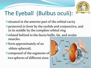 The Eyeball (Bulbus oculi):
situated in the anterior part of the orbital cavity
protected in front by the eyelids and conjunctiva, and
 in its middle by the complete orbital ring
related behind to the fascia bulbi, fat, and ocular
 muscles.
form approximately of an
  oblate spheroid,
composed of the segments of
 two spheres of different sizes
 