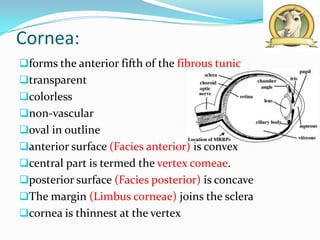Cornea:
forms the anterior fifth of the fibrous tunic
transparent
colorless
non-vascular
oval in outline
anterior surface (Facies anterior) is convex
central part is termed the vertex comeae.
posterior surface (Facies posterior) is concave
The margin (Limbus corneae) joins the sclera
cornea is thinnest at the vertex
 