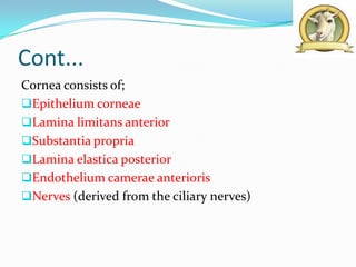 Cont...
Cornea consists of;
Epithelium corneae
Lamina limitans anterior
Substantia propria
Lamina elastica posterior
Endothelium camerae anterioris
Nerves (derived from the ciliary nerves)
 