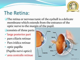 The Retina:
The retina or nervous tunic of the eyeball is a delicate
  membrane which extends from the entrance of the
  optic nerve to the margin of the pupil.
consists of three parts
 large posterior part
• pars ciliaris retinae
• Pars iridica retinae
• optic papilla
 (Papilla nervi optici)
 area centralis retinae
 
