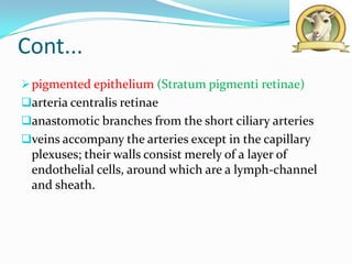 Cont...
 pigmented epithelium (Stratum pigmenti retinae)
arteria centralis retinae
anastomotic branches from the short ciliary arteries
veins accompany the arteries except in the capillary
  plexuses; their walls consist merely of a layer of
  endothelial cells, around which are a lymph-channel
  and sheath.
 