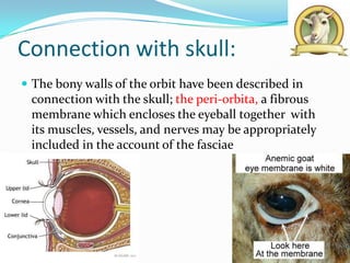 Connection with skull:
 The bony walls of the orbit have been described in
 connection with the skull; the peri-orbita, a fibrous
 membrane which encloses the eyeball together with
 its muscles, vessels, and nerves may be appropriately
 included in the account of the fasciae
 