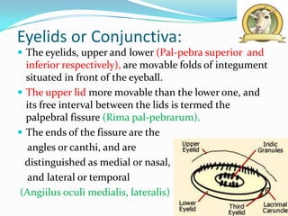 Eyelids or Conjunctiva:
 The eyelids, upper and lower (Pal-pebra superior and
  inferior respectively), are movable folds of integument
  situated in front of the eyeball.
 The upper lid more movable than the lower one, and
  its free interval between the lids is termed the
  palpebral fissure (Rima pal-pebrarum).
 The ends of the fissure are the
  angles or canthi, and are
  distinguished as medial or nasal,
  and lateral or temporal
(Angiilus oculi medialis, lateralis)
 