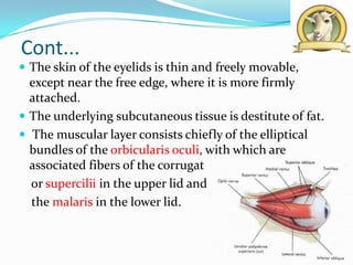 Cont...
 The skin of the eyelids is thin and freely movable,
  except near the free edge, where it is more firmly
  attached.
 The underlying subcutaneous tissue is destitute of fat.
 The muscular layer consists chiefly of the elliptical
  bundles of the orbicularis oculi, with which are
  associated fibers of the corrugat
  or supercilii in the upper lid and
  the malaris in the lower lid.
 