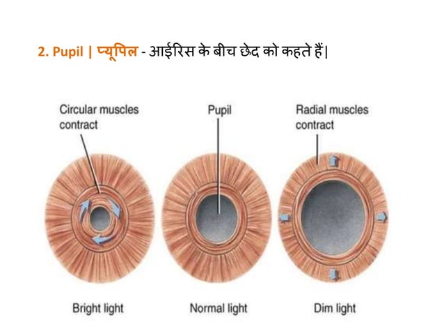 HUMAN EYE ANATOMY MEANING IN HINDI visual data 5