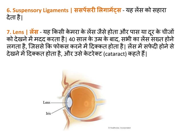 HUMAN EYE ANATOMY MEANING IN HINDI visual data 6