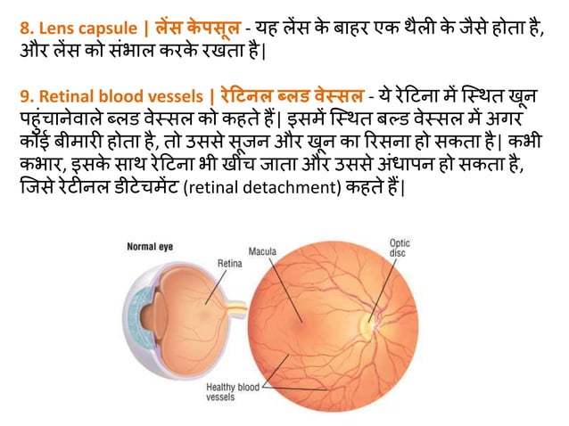 HUMAN EYE ANATOMY MEANING IN HINDI visual data 4