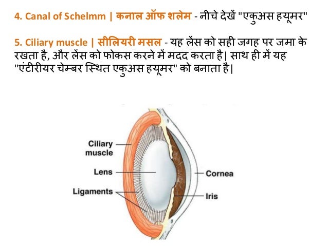 Human Eye Diagram In Hindi ~ DIAGRAM