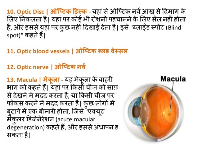 learn about Structure of human eye in hindi