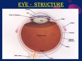 Structure of Eye - Anatomy of Eye PPT presentation | PPTX