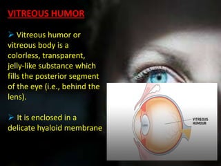 Viterous Humor Function Anatomy of eye ppt | PPTX