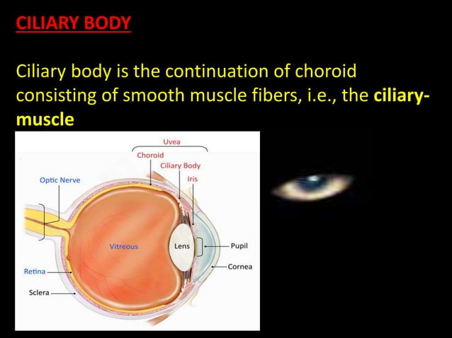 Anatomy Of Eye Ppt PPT