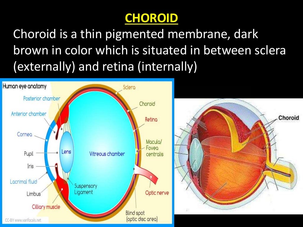 Anatomy of eye ppt