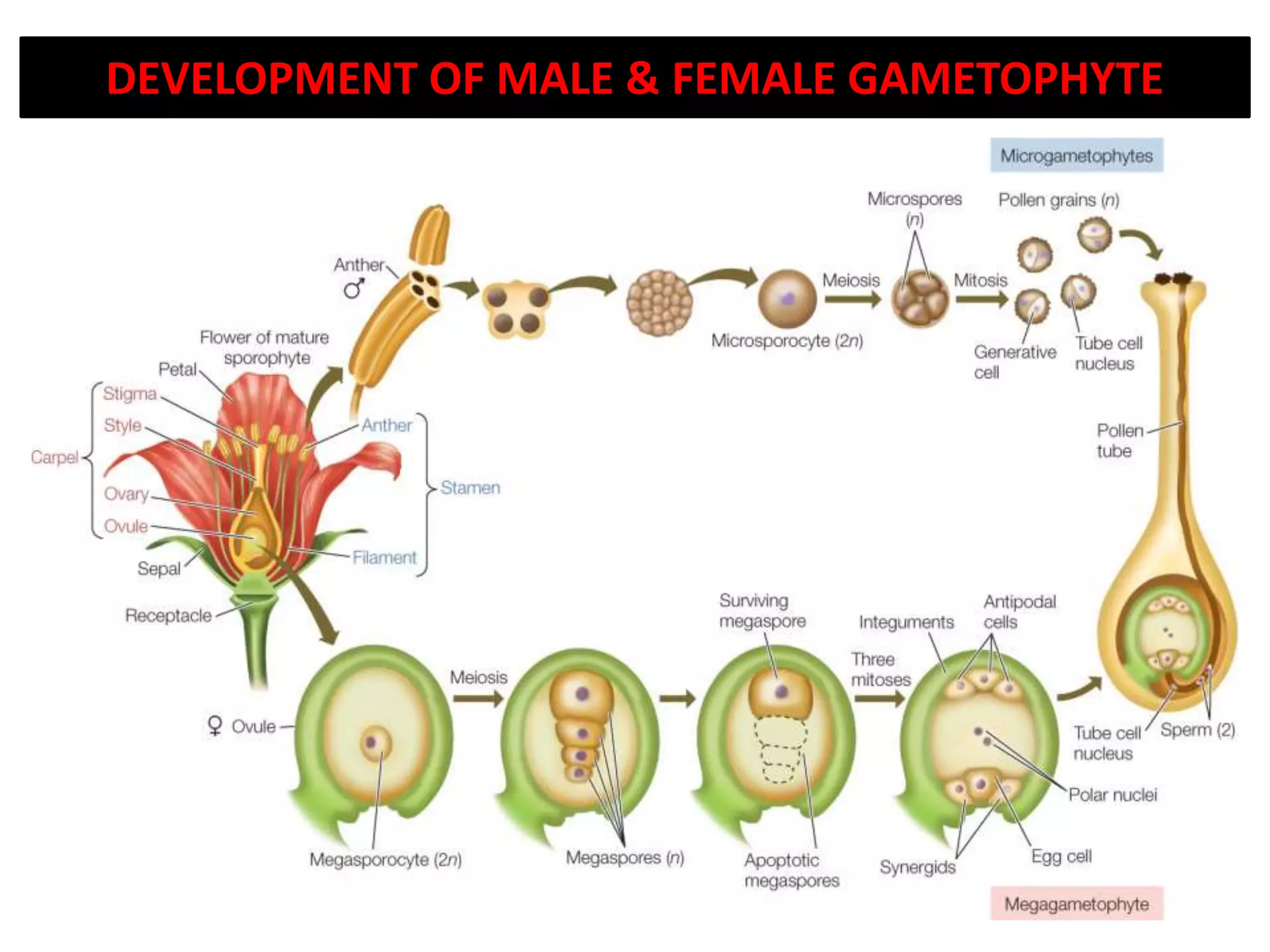 Structure of flower and development of male gametophyte PPTX