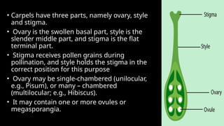 The Structure of Flower in Detail ..pptx