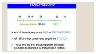 STRUCTURE OF GENE and genetic code in animals ppt | PPTX