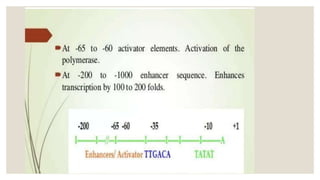 STRUCTURE OF GENE and genetic code in animals ppt | PPTX
