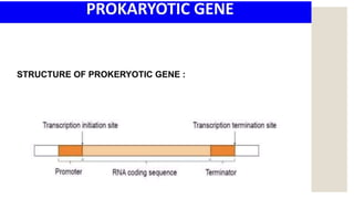 STRUCTURE OF GENE and genetic code in animals ppt | PPTX