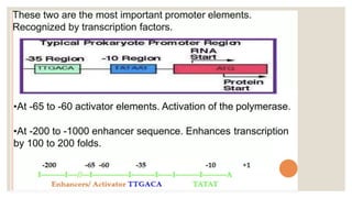 STRUCTURE OF GENE and genetic code in animals ppt | PPTX