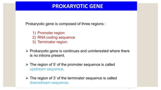 STRUCTURE OF GENE and genetic code in animals ppt | PPTX
