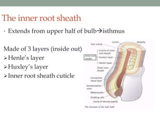 Internal Rooth Sheath Structure of hair | PPTX