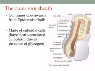 Structure of hair | PPTX