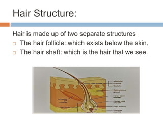 Structure of hair and hair growth cycle