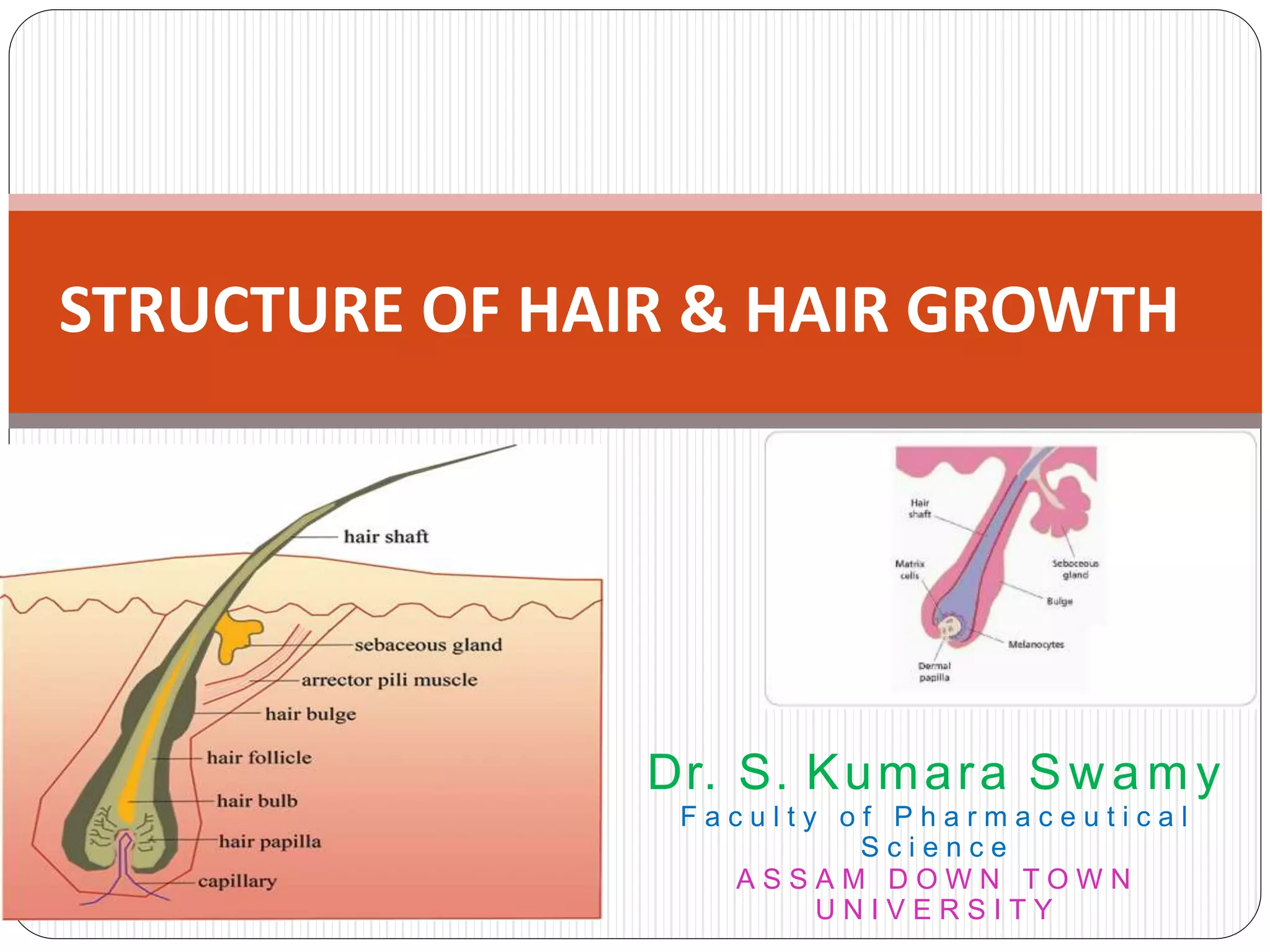 Structure of Hair & Hair Growth by Samanthula.pdf