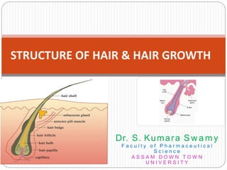 Dr. S. Kumara S w a m y
F a c u l t y o f P h a r m a c e u t i c a l
S c i e n c e
A S S A M D O W N T O W N
U N I V E R S I T Y
STRUCTURE OF HAIR & HAIR GROWTH
 
