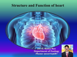 Dr. K. Rama Rao
Department of Zoology
Phone: 9010705687
Structure and Function of heart
Dr. K. Rama Rao
Department of Zoology
Phone: 9010705687
 