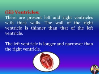 Structure and Function of Human heart | PPTX